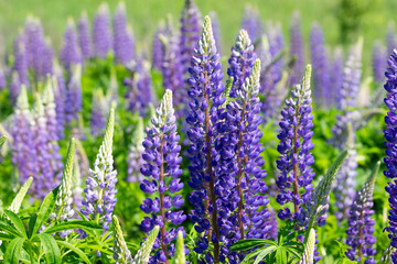 Obraz premium A large meadow of lupine flowers in early summer.