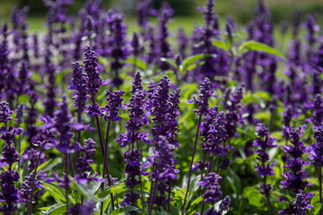 Field of blooming lavender