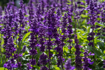 Field of blooming lavender