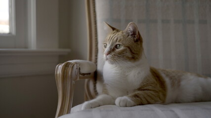 Cat sitting on a chair.