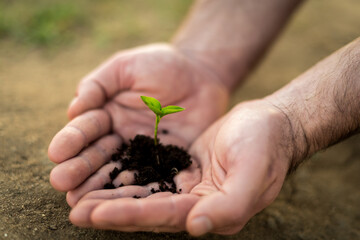 Hands holding young green sprout. Save Earth and organic ,ecology concept.