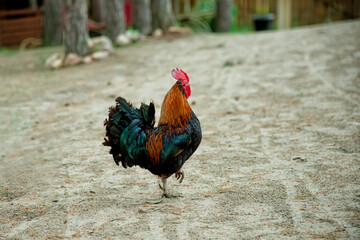 rooster in the farm © Olga