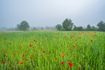 field of poppies on a background of trees in the fog.Flowering flowers in the field.The beginning of the day .Beautiful landscape.