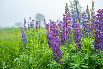 purple lupine flower on a background of trees in the fog. Lupinus, lupin, lupine pink purple and blue .