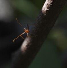 Weaver ant (Oecophylla smaragdina) or major worker