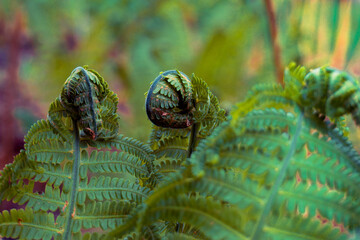 Fern