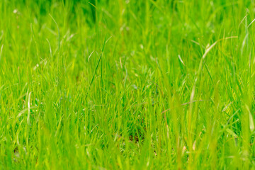 green grass texture. background of green grass with selective focus.
