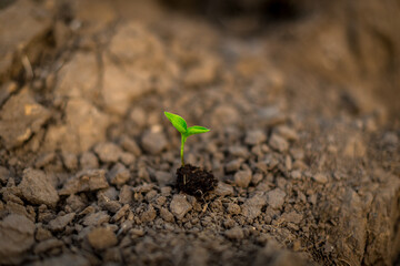 green plant of sprout with a piece of soil.Save Earth and organic ,ecology concept.