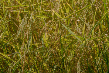 Ready to be harvested rice plant of the paddy field.