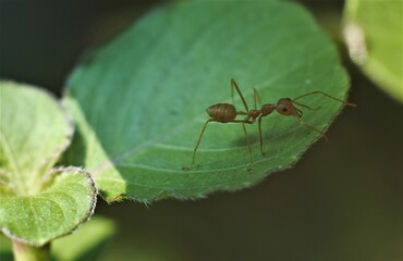 Weaver ant (Oecophylla smaragdina) or major worker