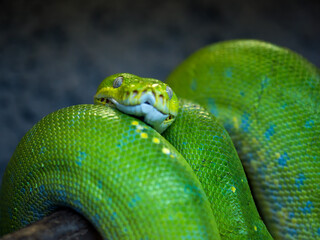 green snake on a branch on the dark background