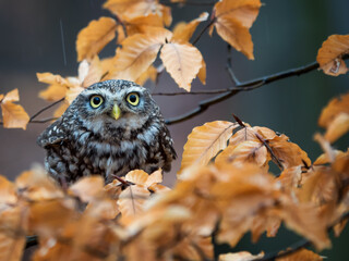 Pigmy Owl in the autumn forest in the rain