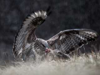 Close-up portrait of a common buzzard with prey in the rain,buteo buteo