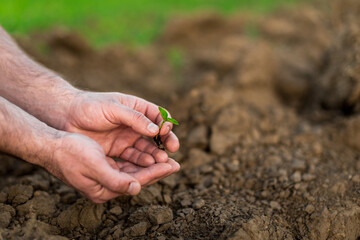 Hands holding young green sprout. Save Earth and organic ,ecology concept.