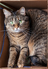 Naklejka na ściany i meble Cute grey tabby cat in cardboard box on floor at home