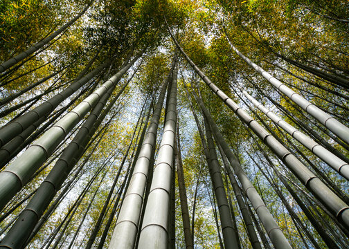 bamboo forest in japan