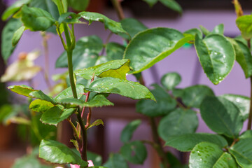 Fototapeta na wymiar fresh wet leaf macro isolated on green garden background