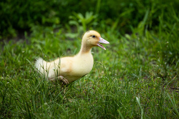 cheerful duckling in the grass
