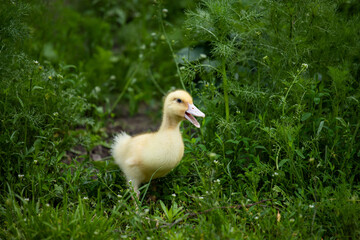 cheerful duckling in the grass