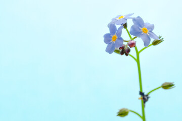 Closeup of Myosotis sylvatica, little blue flowers on background with copy space. Forget-me-not flower closeup on background. Myosotis sylvatica closeup on background.