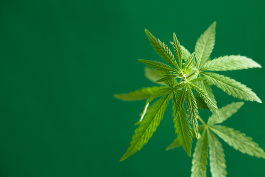 Cannabis bud, marijuana plants. Hemp Growing Concept with copy space. Hemp leaves on a green background - Powered by Adobe