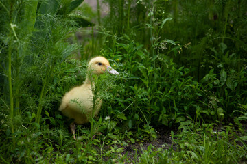 cheerful duckling in the grass
