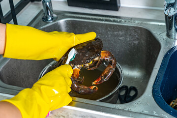 Human using toothbrush to clean crab's shell in the sink
