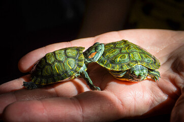 turtles in in the palm waiting for their aquarium