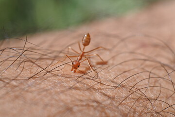 Weaver ant (Oecophylla smaragdina) or major worker biting the skin