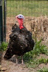 Black Spanish of Norfolk Black turkey. Black a turkey bird stands on background of grass