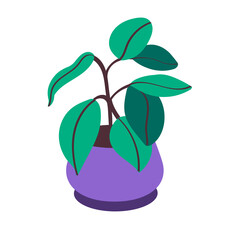  Ficus growing in a pot.indoor plant with green leaves in a pot.potted plant isolated on a white background.Flat vector
