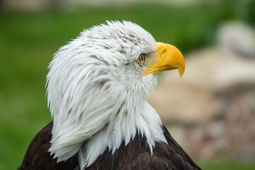 Greifvögel