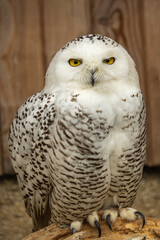 Greifvögel