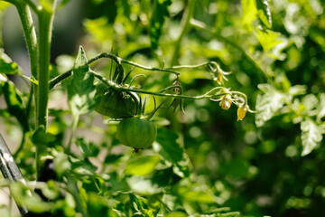 Green tomatoes on the bush. Seasonal vegetable. Background