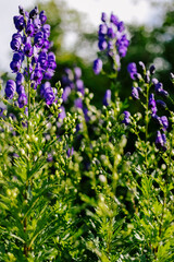 Aconite flowering in a flowerbed in a country garden
