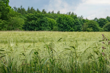das Feld