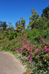 青空に映える草木