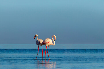 Group birds of pink african flamingos  walking around the blue lagoon on a sunny day