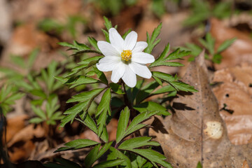 Wildblume im Vorfr&uuml;hling: Buschwindr&ouml;schen (lat.: Anemone nemorosa) auf dem Waldboden