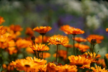 鮮やかなオレンジ色のキンセンカの花が咲く