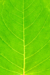 Fototapeta na wymiar Green saturated green leaf close-up. Vertical.