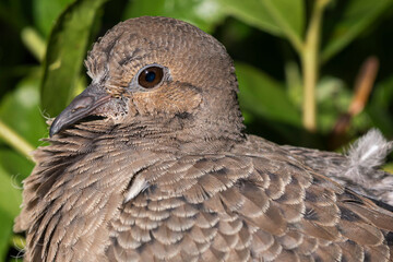 young mourning dove close up