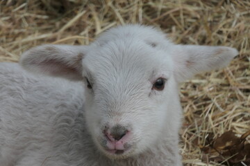 The head of a lamb looking straight into the camera.