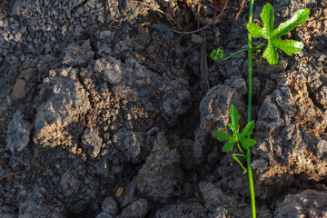 black ground that is dry and cracked. With young trees growing green