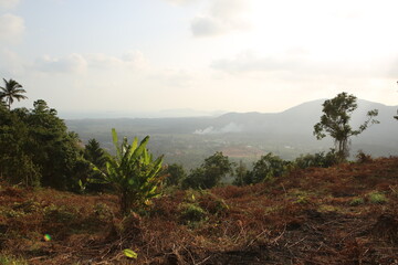 beautiful landscape shot of a heavy vegetation jungle valley, with dry brown orange grass, green palm trees, blue sky, taken on the hill of the rural part of the wild Koh Phangan island in Thailand