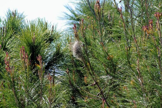 Processionary Caterpillar nest (Thaumetopoea Pityocampo) - Procesionaria del Pino, Andalusia, Spain.
