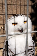 Caged Snowy Owl in a cage, Spain.