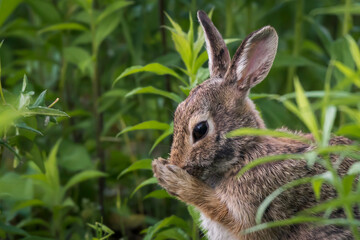 do a facial massage with the bunny