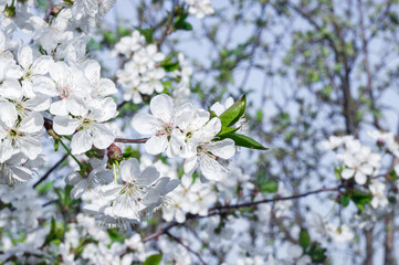 Branches of blossoming apricot macro