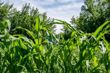 Farm, leaves of pumpkins and other vegetables, vegetable farm